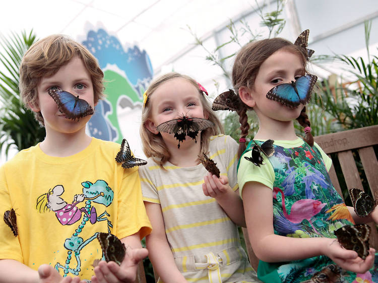 Sensational Butterflies competition