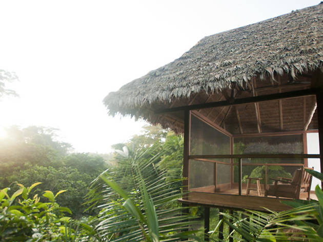 Jungle experience: Tambopata, Southern Peru Jungle experience: Tambopata, Southern Peru