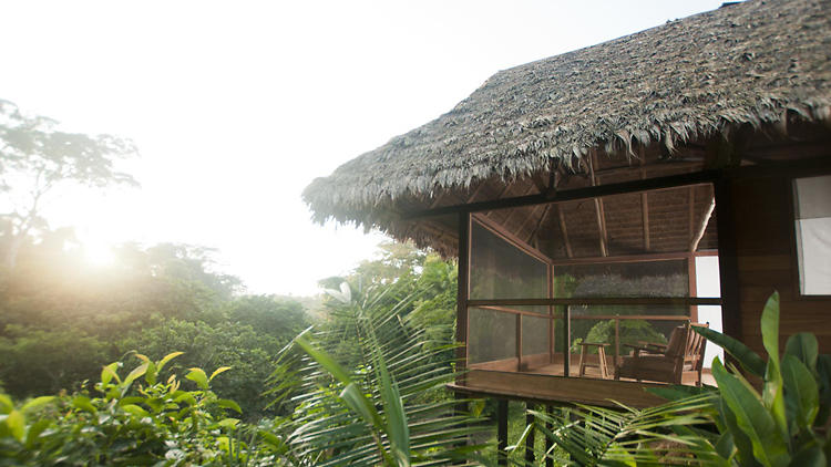 Jungle experience: Tambopata, Southern Peru