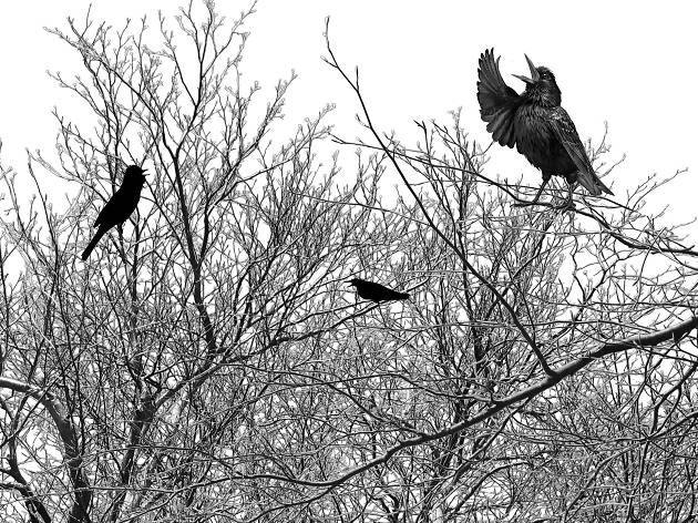 The Engine Room International Sound Art Exhibition ‘Aerial Aria in the aviary’ by Janek Schaefer