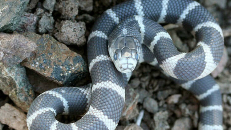 'Baby-killing snakes' take over the canals