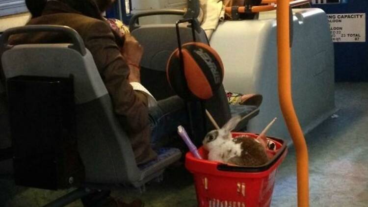 Bunny rides the bus