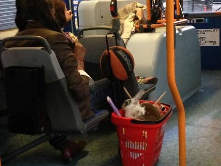 Bunny rides the bus