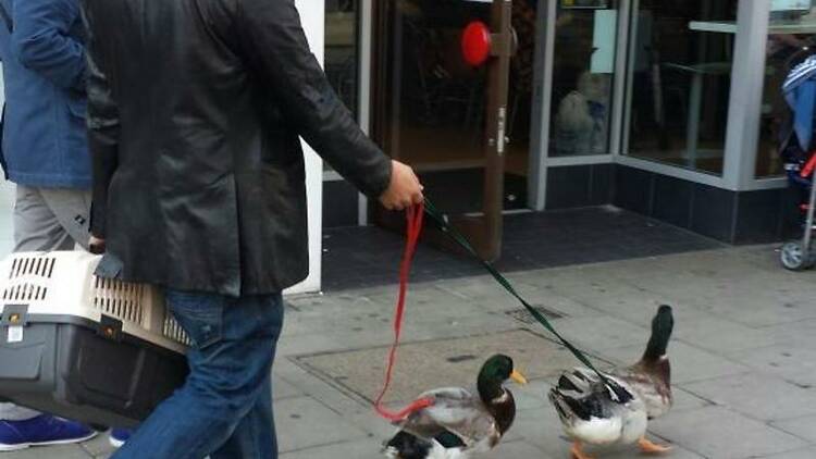 Ducks visit Peckham KFC