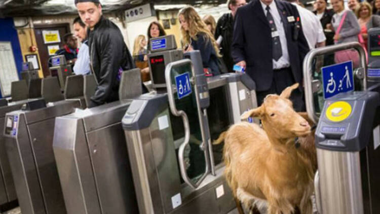 Goat rides the tube