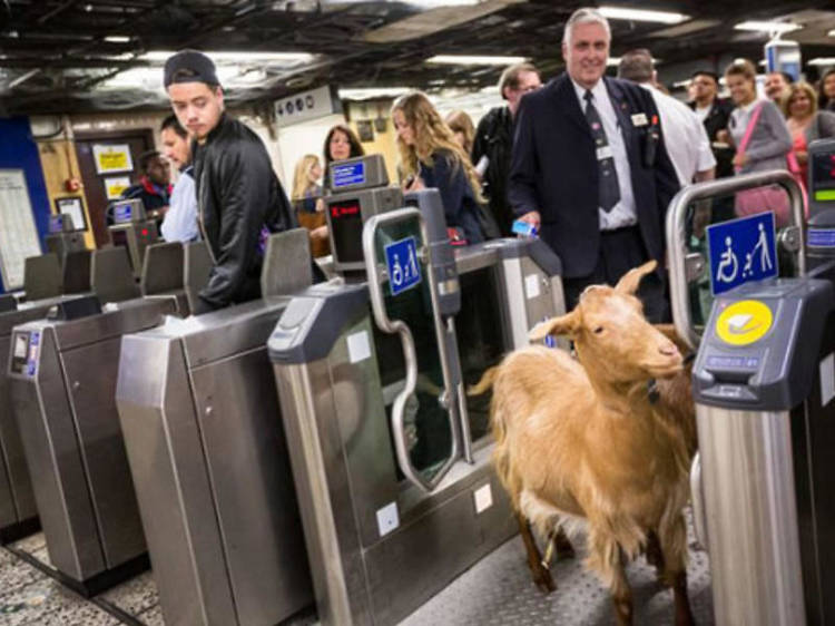 Goat rides the tube