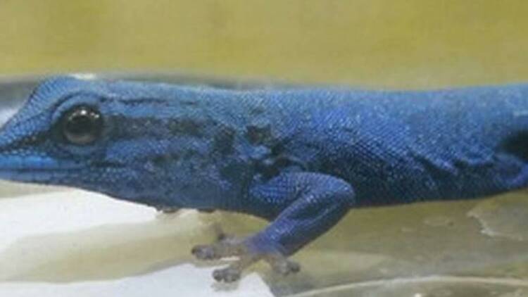 Blue geckos make a break for London