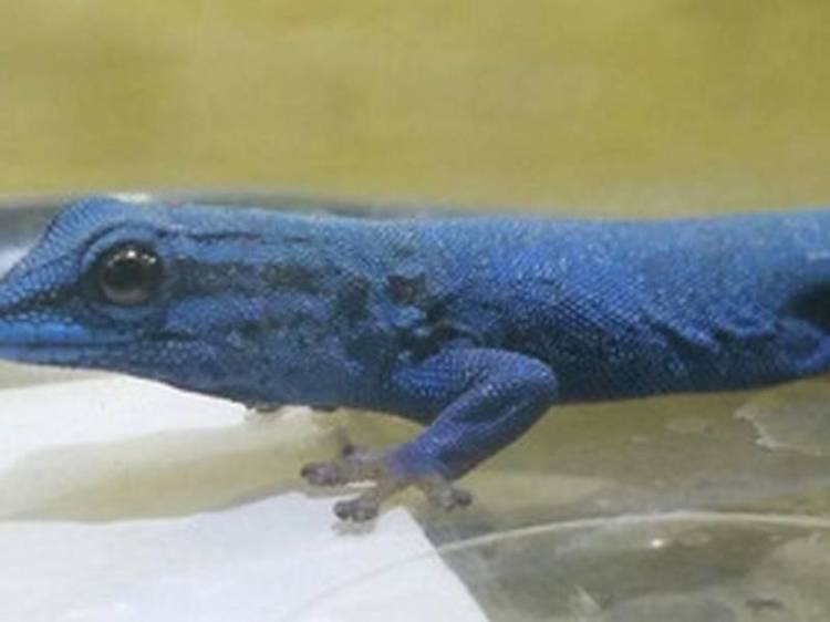 Blue geckos make a break for London