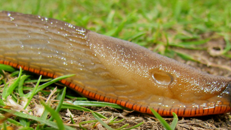 The invasion of the cannibal 'super-slug'