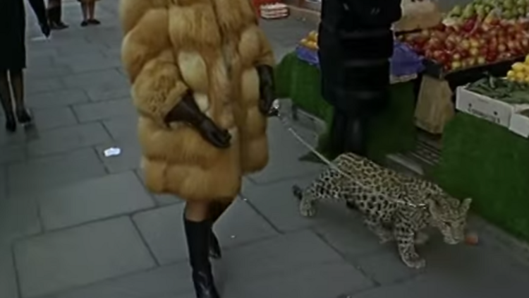 Leopard goes for a walk through Kensington