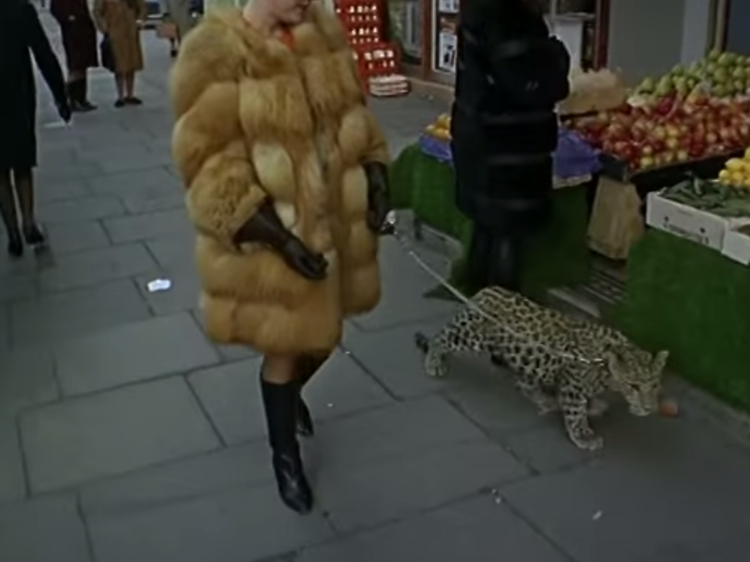 Leopard goes for a walk through Kensington