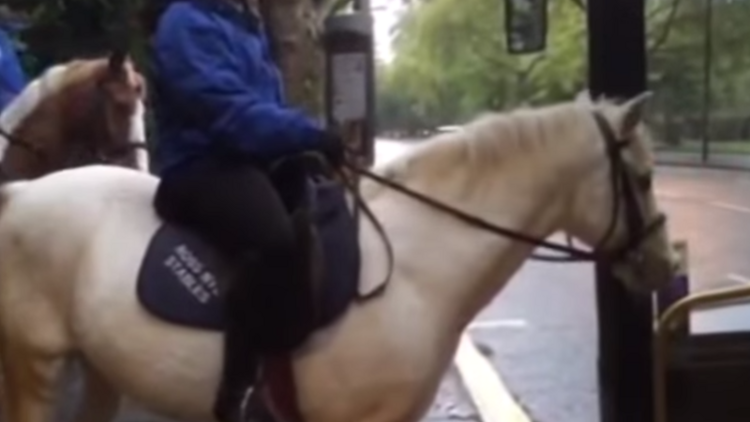 Horse barred from London bus