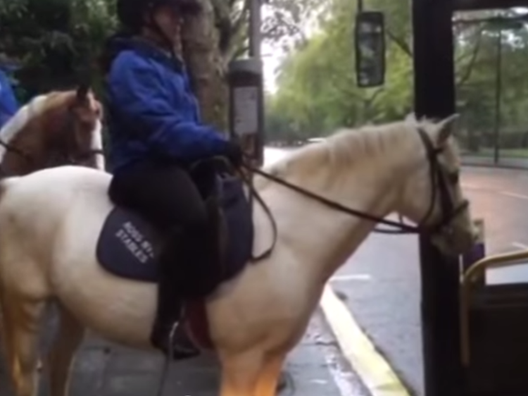 Horse barred from London bus