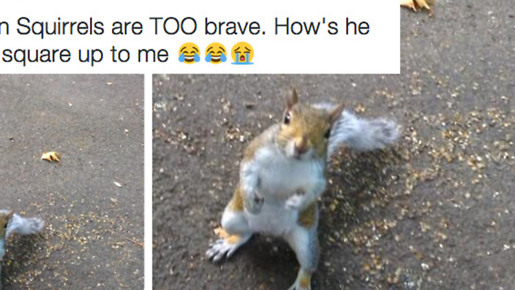 Squirrel squares up to civilians