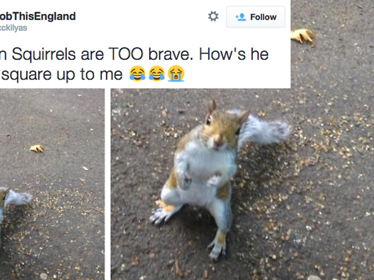 Squirrel squares up to civilians