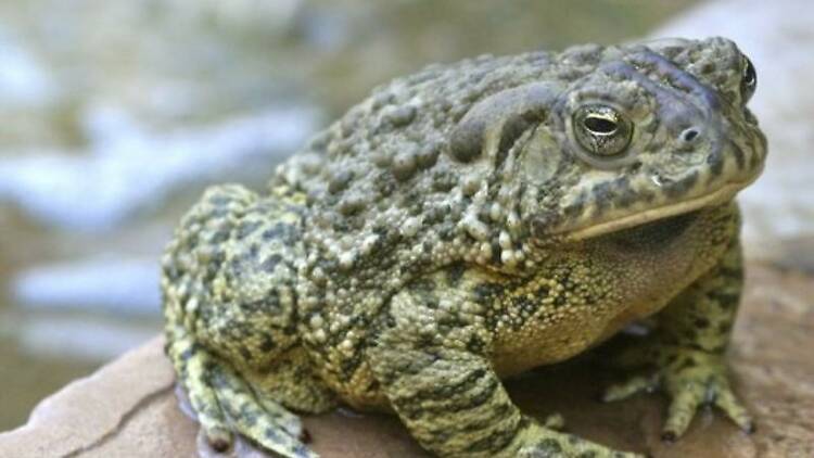 Lusty toads block Richmond roads