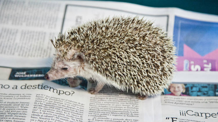 Exotic Pet Medical (Foto: Alejandra Carbajal)