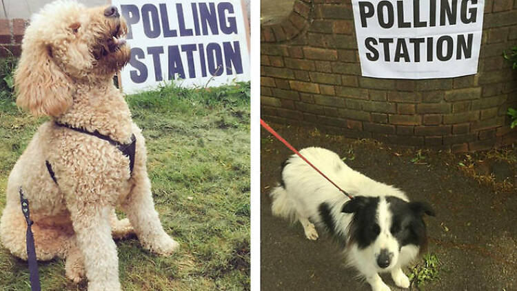 Dogs come out to vote