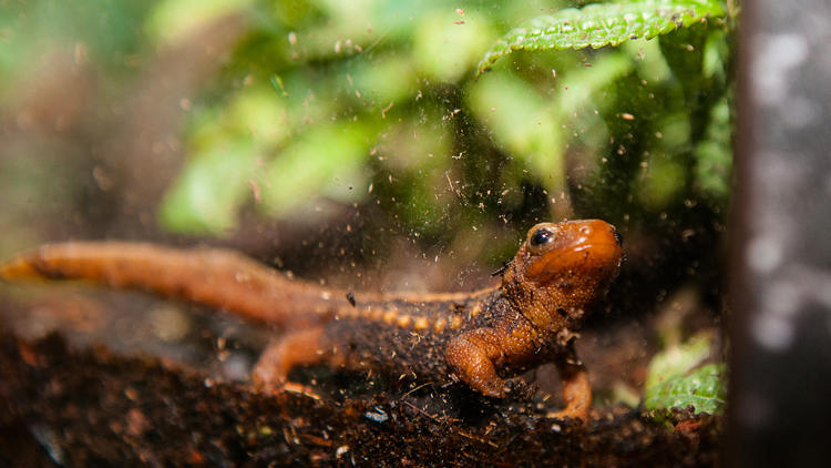 Visitors can see frogs, salamanders and newts at the Shedd Aquarium’s “Amphibians” exhibit.