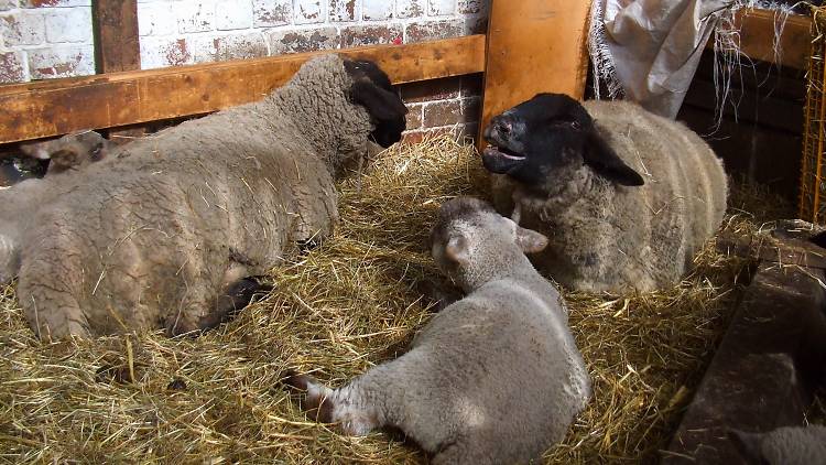 sheep at gorgie city farm