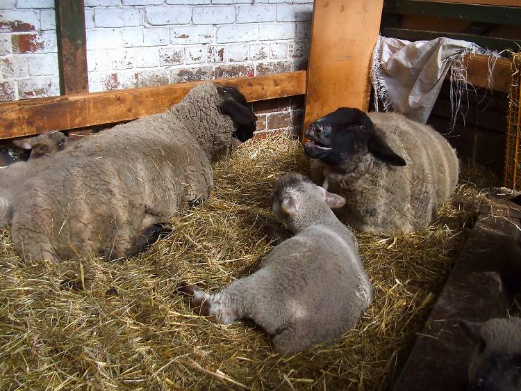 Gorgie City Farm