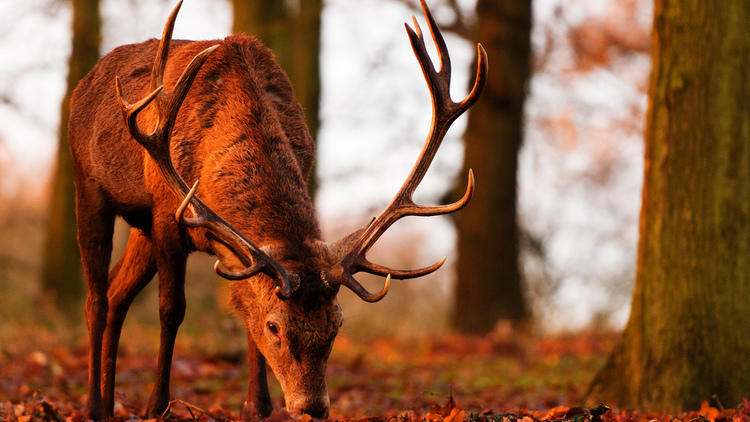 Richmond Park views