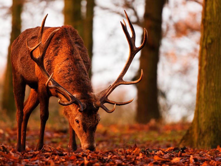 Richmond Park views