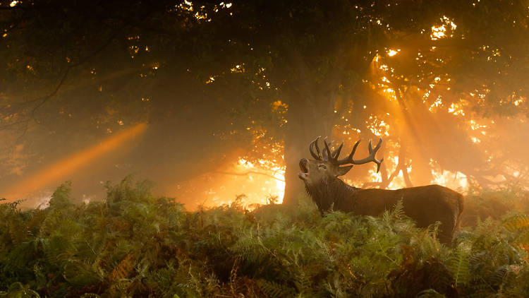 But in Richmond Park, things look very different