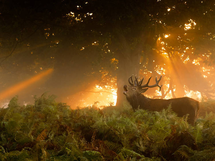 21 wildlife photos you can barely believe are in London