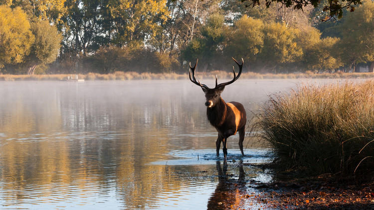 Morning mist