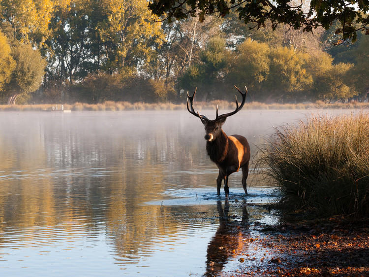 Morning mist