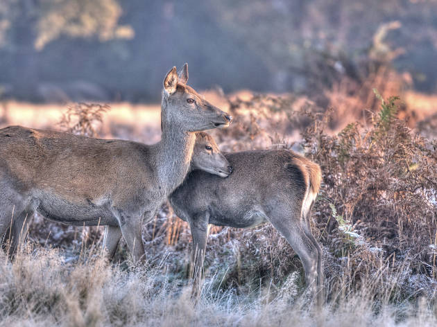 Deer at dawn in Richmond Park. Deer at dawn in Richmond Park.