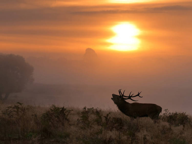 Sunset Deer — WILD LONDON