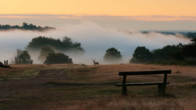 Discover more about Richmond Park