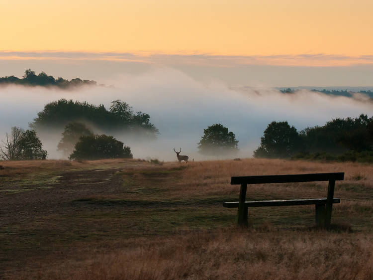 Discover more about Richmond Park