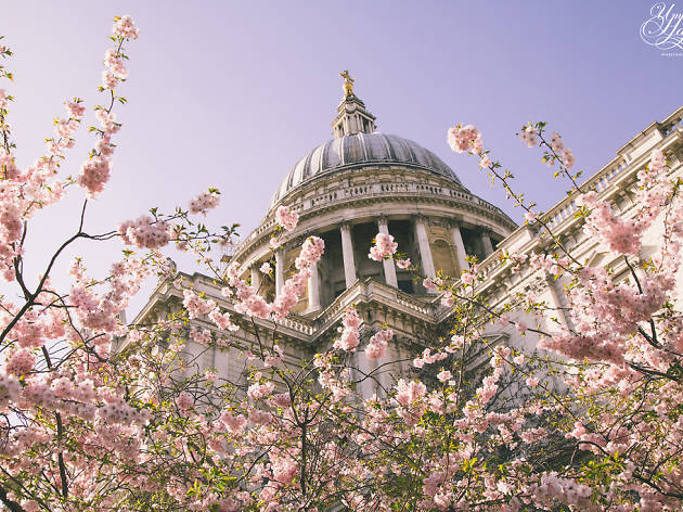 Blossom outside St. Paul's Cathedral, London. Blossom outside St. Paul's Cathedral, London.