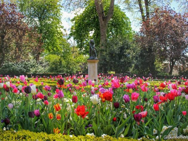 Tulips in the Dutch Garden, Holland Park, London. Tulips in the Dutch Garden, Holland Park, London.