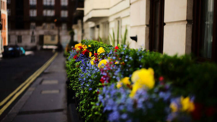 Mayfair, June flowers 