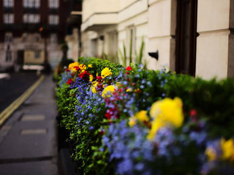 Mayfair, June flowers 