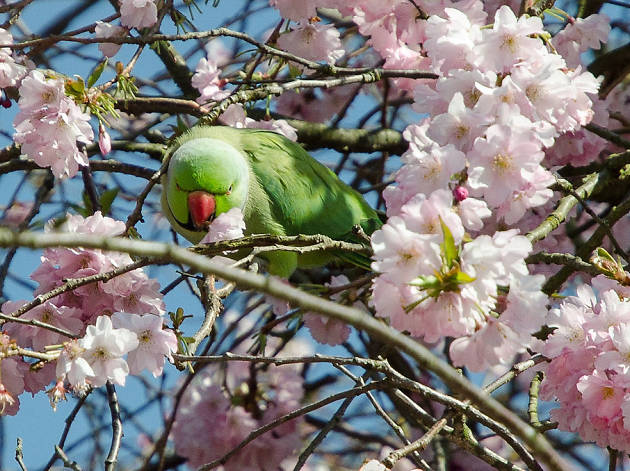 A parakeet perched amid the blossom in Greenwich Park. A parakeet perched amid the blossom in Greenwich Park.