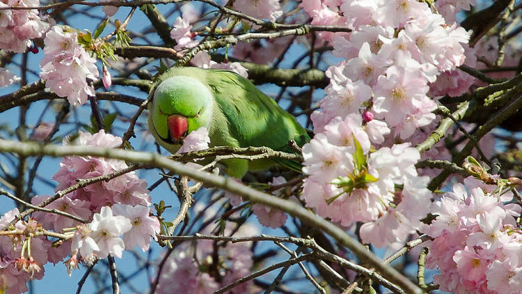 Parakeet