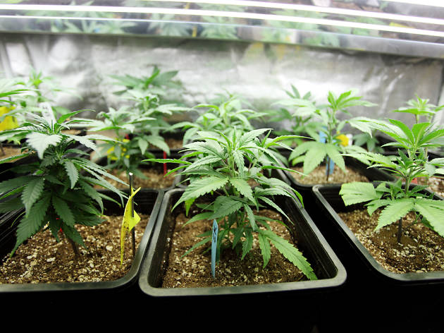 Cannabis Cannabis