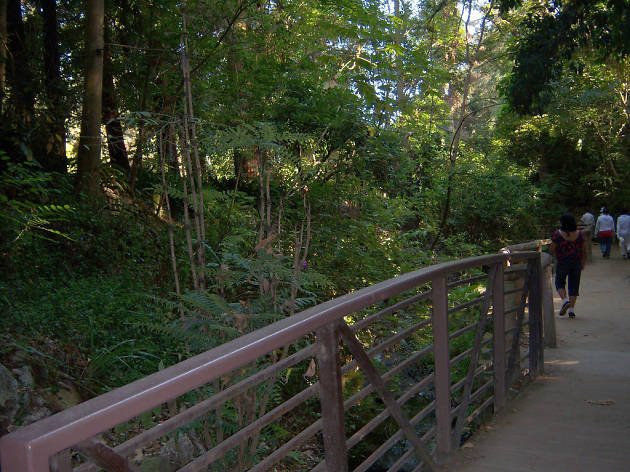 Fern Dell