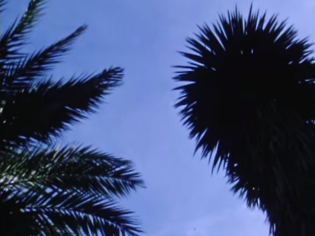 Oso Leone - Ficus Oso Leone - Ficus