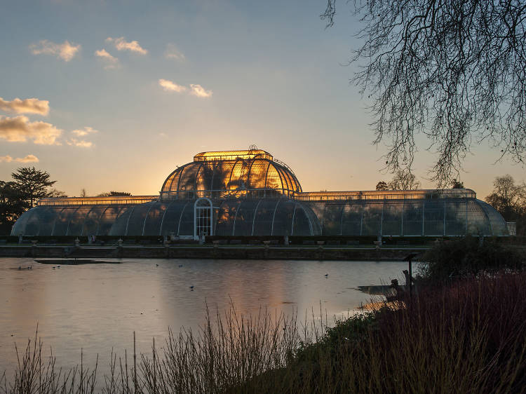 Kew Lates competition