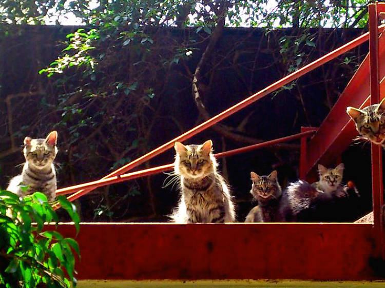 Gatitos Tlatelolco