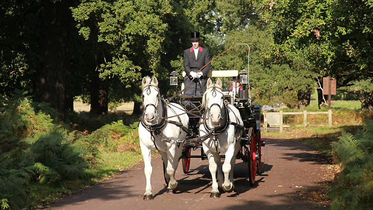 Richmond Park Horse Drawn Carriage rides