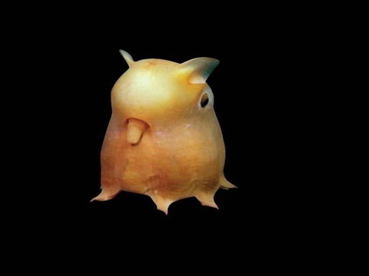 Grimpoteuthis sp.