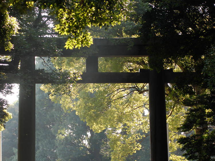 静寂の森を歩く。