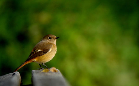 高尾山でバードウォッチング